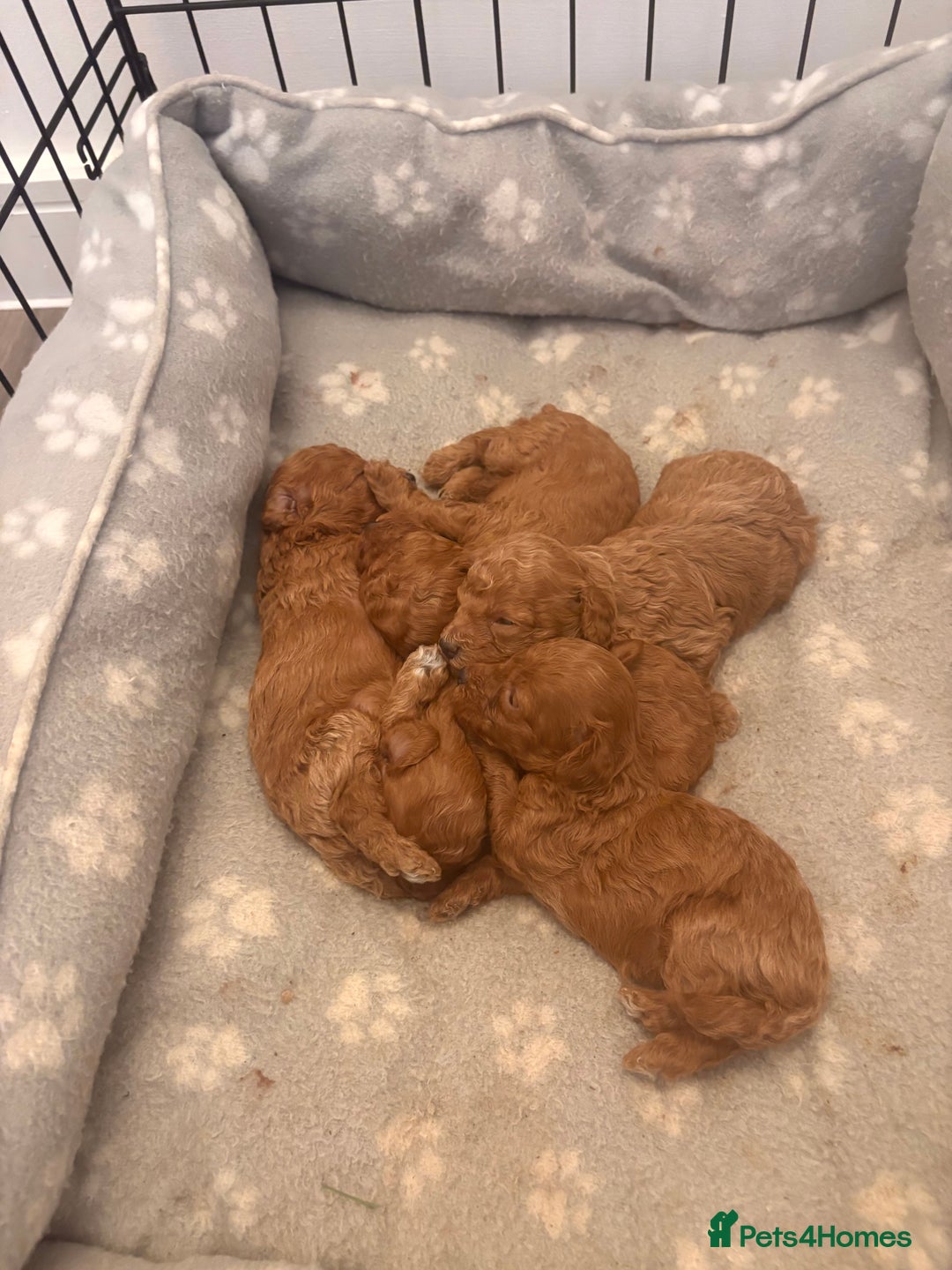 Toy Poodle dogs for sale: Deep Red Toy Poodle Puppies ❤️ - Image 2