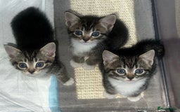 Bengal cats for sale: Bengal/Tabby - Image 2