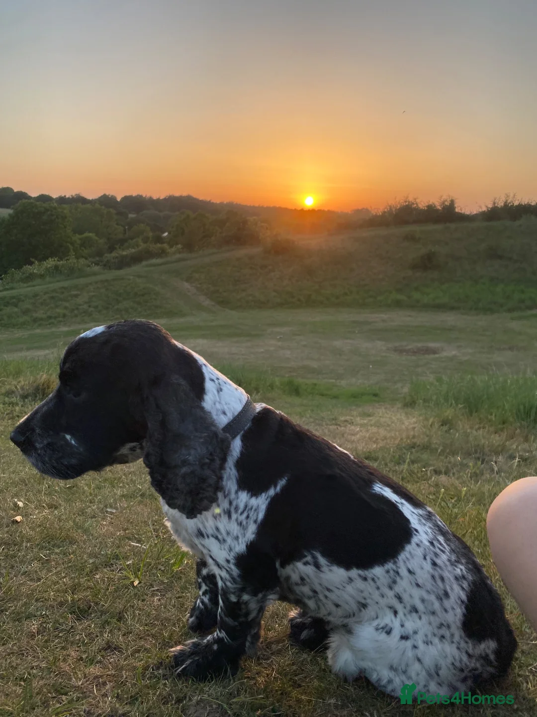 Cocker Spaniel dogs for stud: Coker spaniel show type blue roan pedigree KC - Advert 2