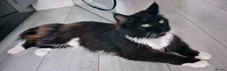 Maine Coon cats for sale: Maine coon cross DSh  - Advert 2