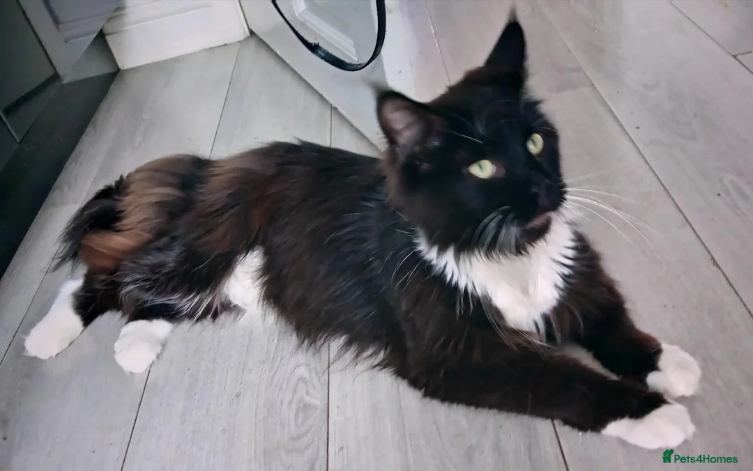 Maine Coon cats for sale: Maine coon cross DSh  - Advert 2