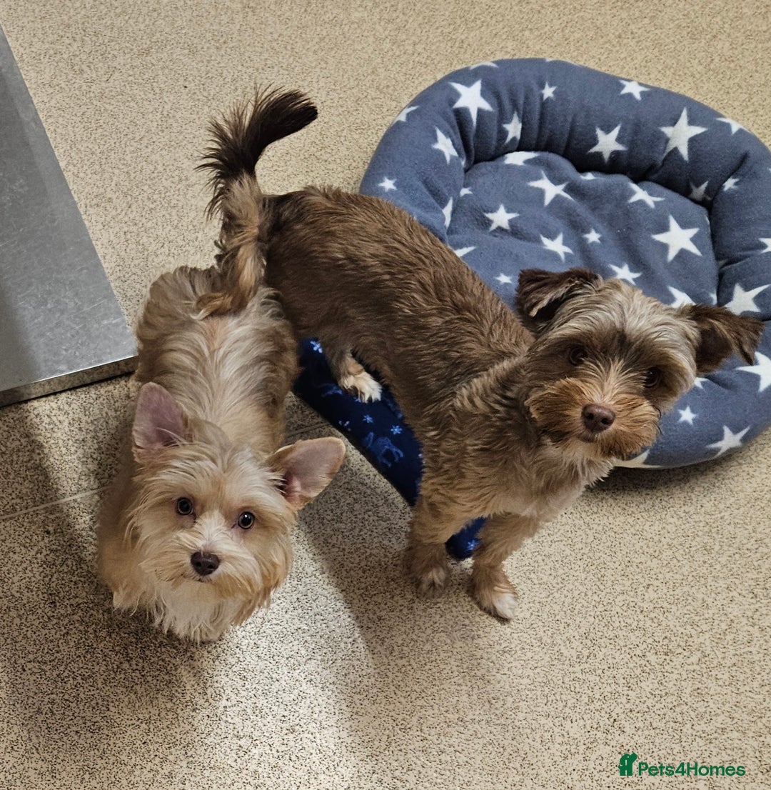 Yorkshire Terrier dogs for sale: Small Blonde Yorkie girl ready now - Advert 12