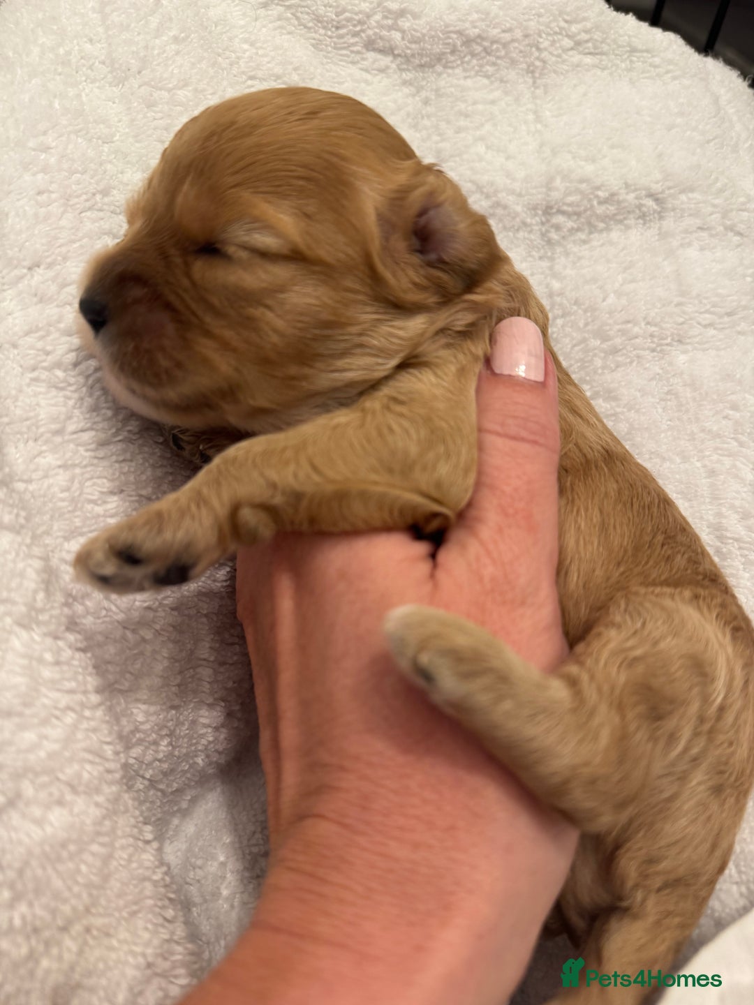 Cavapoo dogs for sale: Extensively health tested F1 Cavapoos  - Image 8