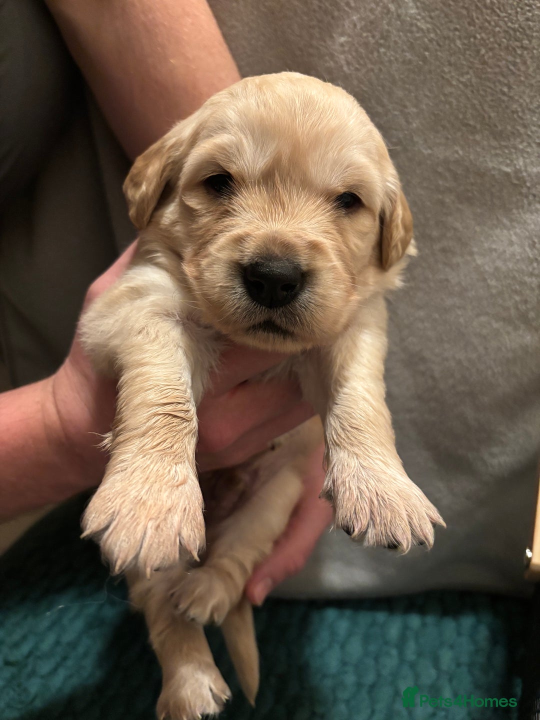 Golden Retriever dogs for sale: Golden Retriever Puppies for Sale - Advert 2