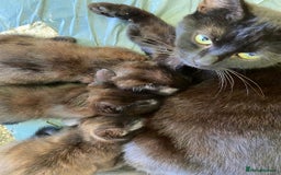 Mixed Breed cats for sale: 3 black kittens for sale  - Image 8