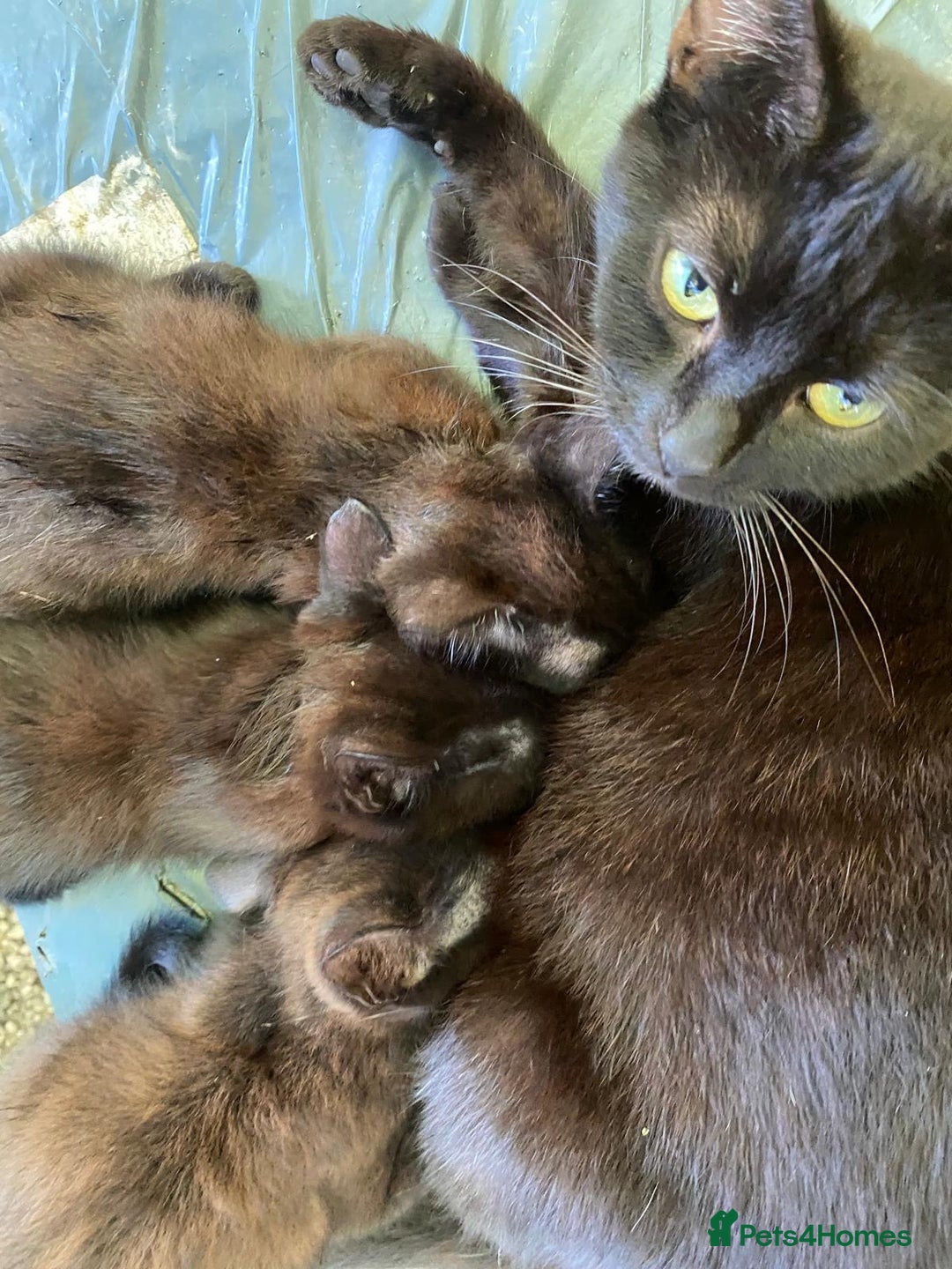 Mixed Breed cats for sale: 3 black kittens for sale  - Image 8