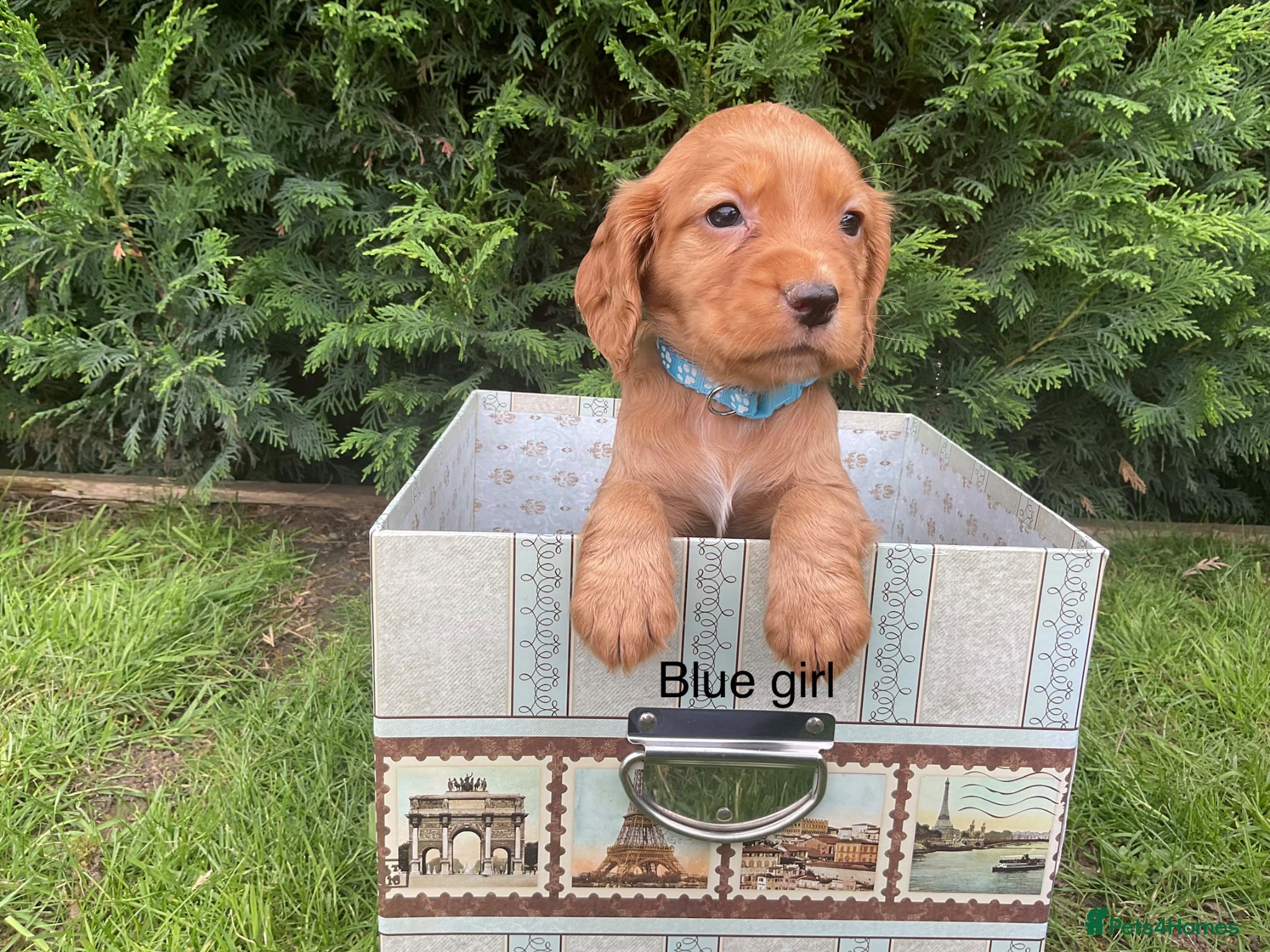 Cocker Spaniel dogs Kc reg hereditary clear working cocker spaniels - Advert 1