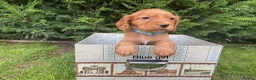 Cocker Spaniel dogs for sale: Kc reg hereditary clear working cocker spaniels in Ingatestone - Advert 1