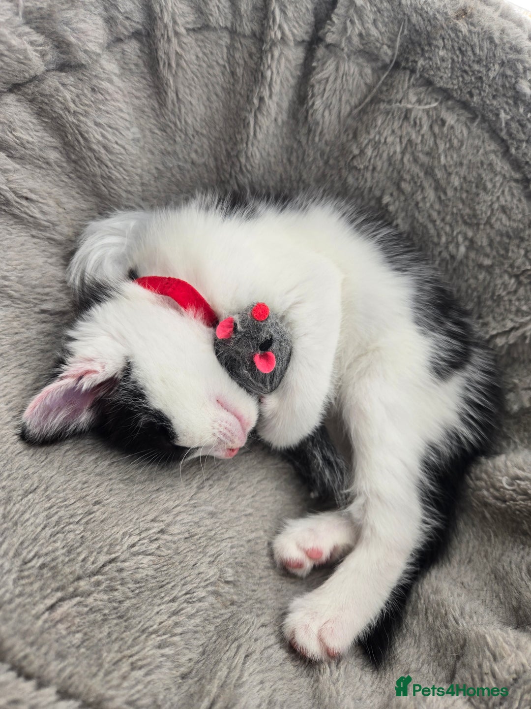 Domestic Shorthair cats for sale: Kittens ready to go - Image 1