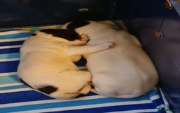 Springador dogs for sale: Springador puppies - Image 9