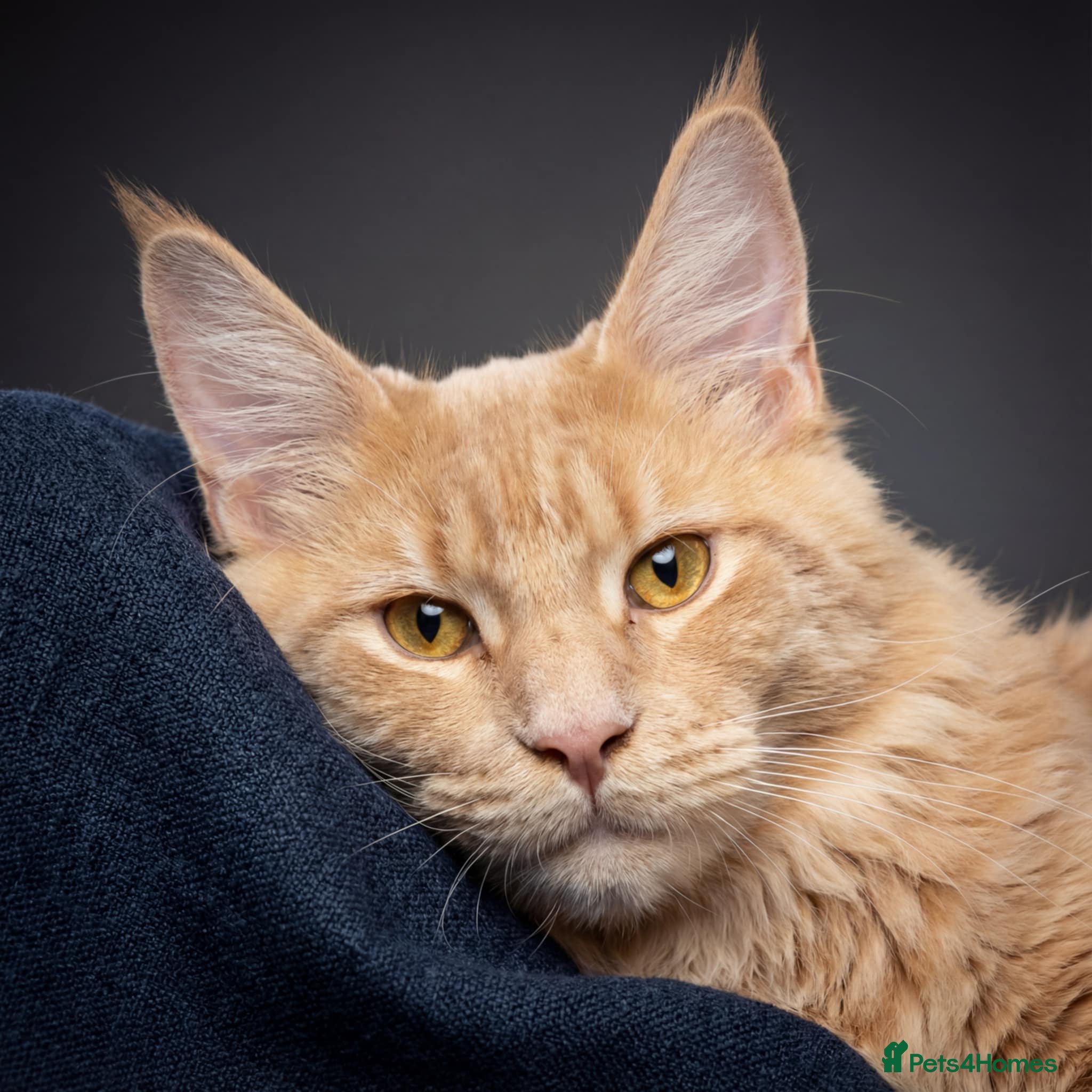 Maine Coon cats For stud duties only - Advert 1