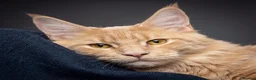 Maine Coon cats for stud: For stud duties only in Hull - Advert 1