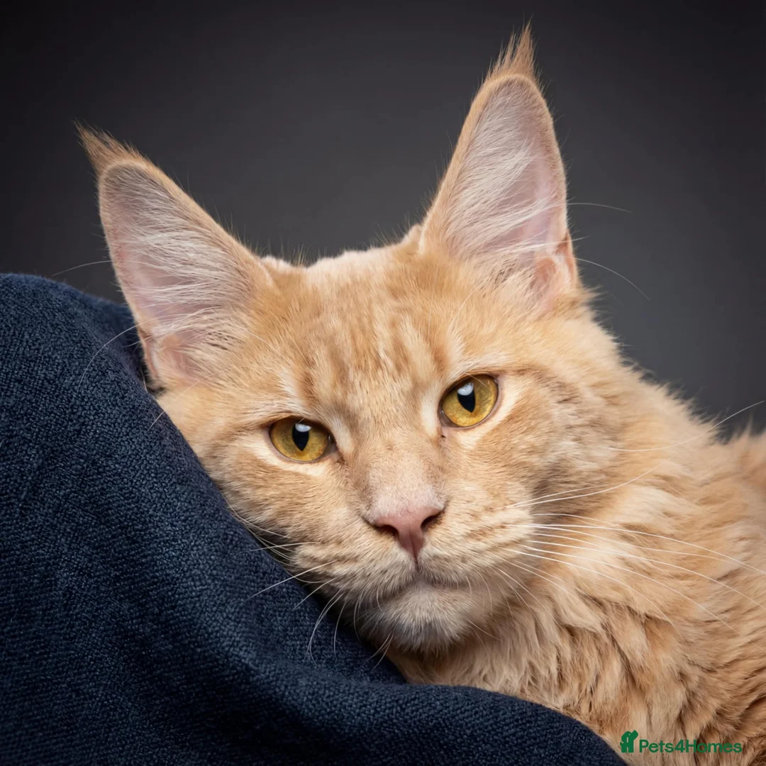 Maine Coon cats for stud: For stud duties only in Hull - Advert 1
