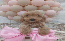 Cockapoo dogs for sale: PRA Clear show type cockapoo puppies  - Image 6