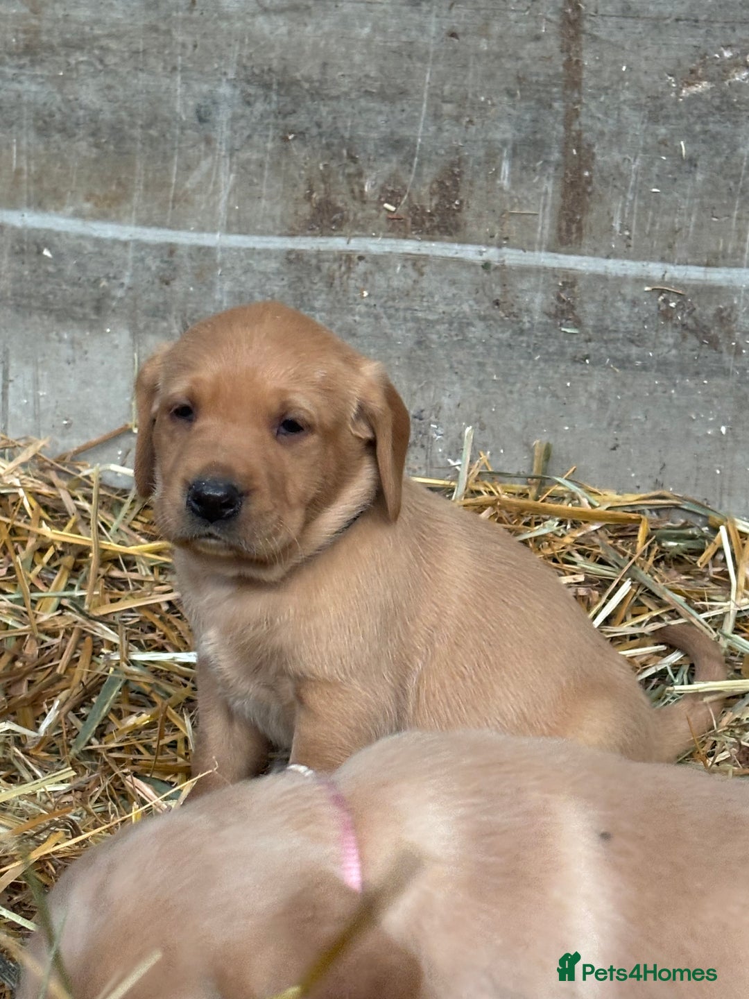 Labrador Retriever dogs for sale: KC Registered Labrador Puppies for Sale - Advert 17