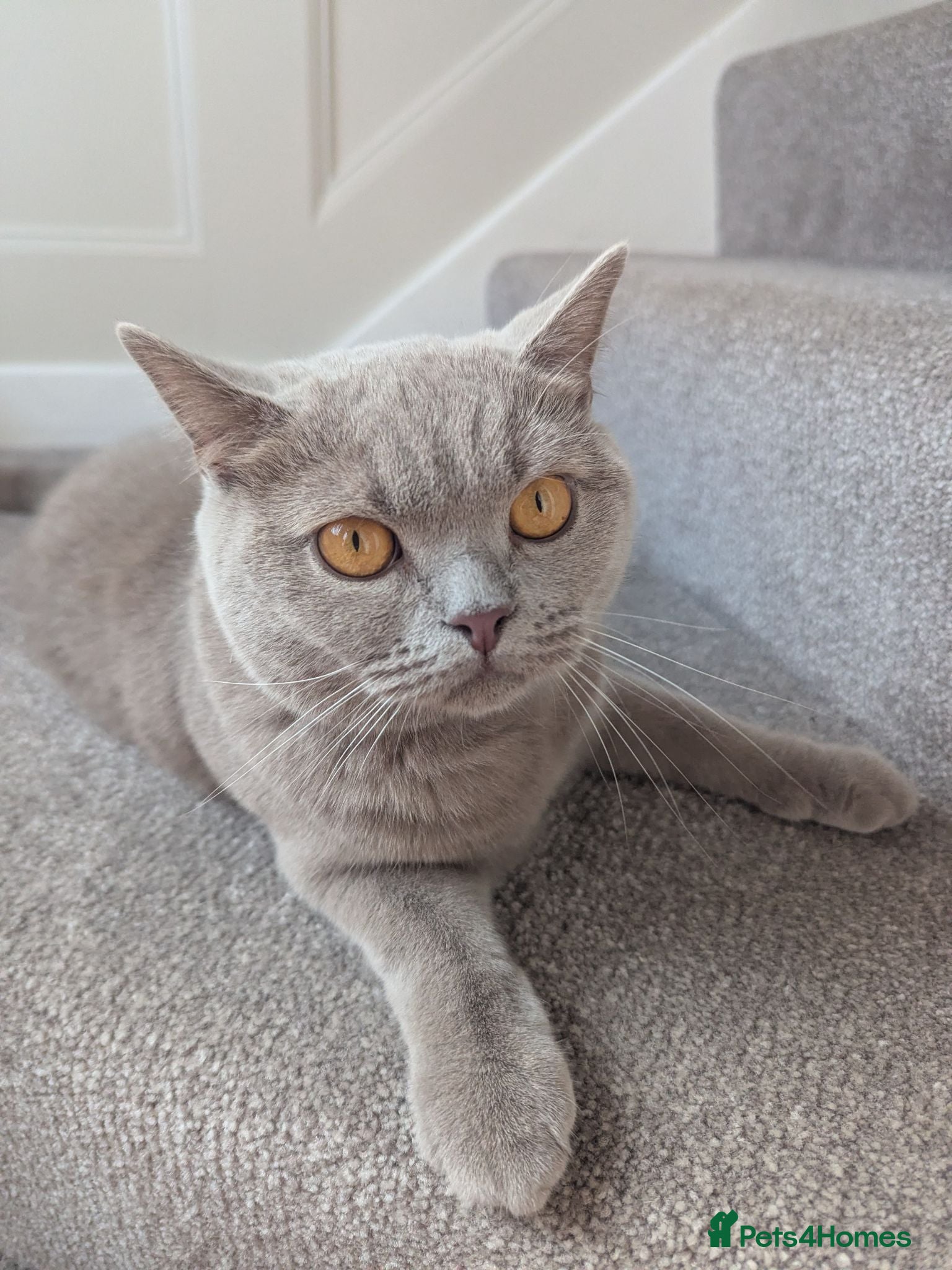 British Shorthair cats Lilac British shorthair  - Advert 7
