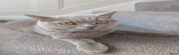 British Shorthair cats for sale: Lilac British shorthair  - Advert 3