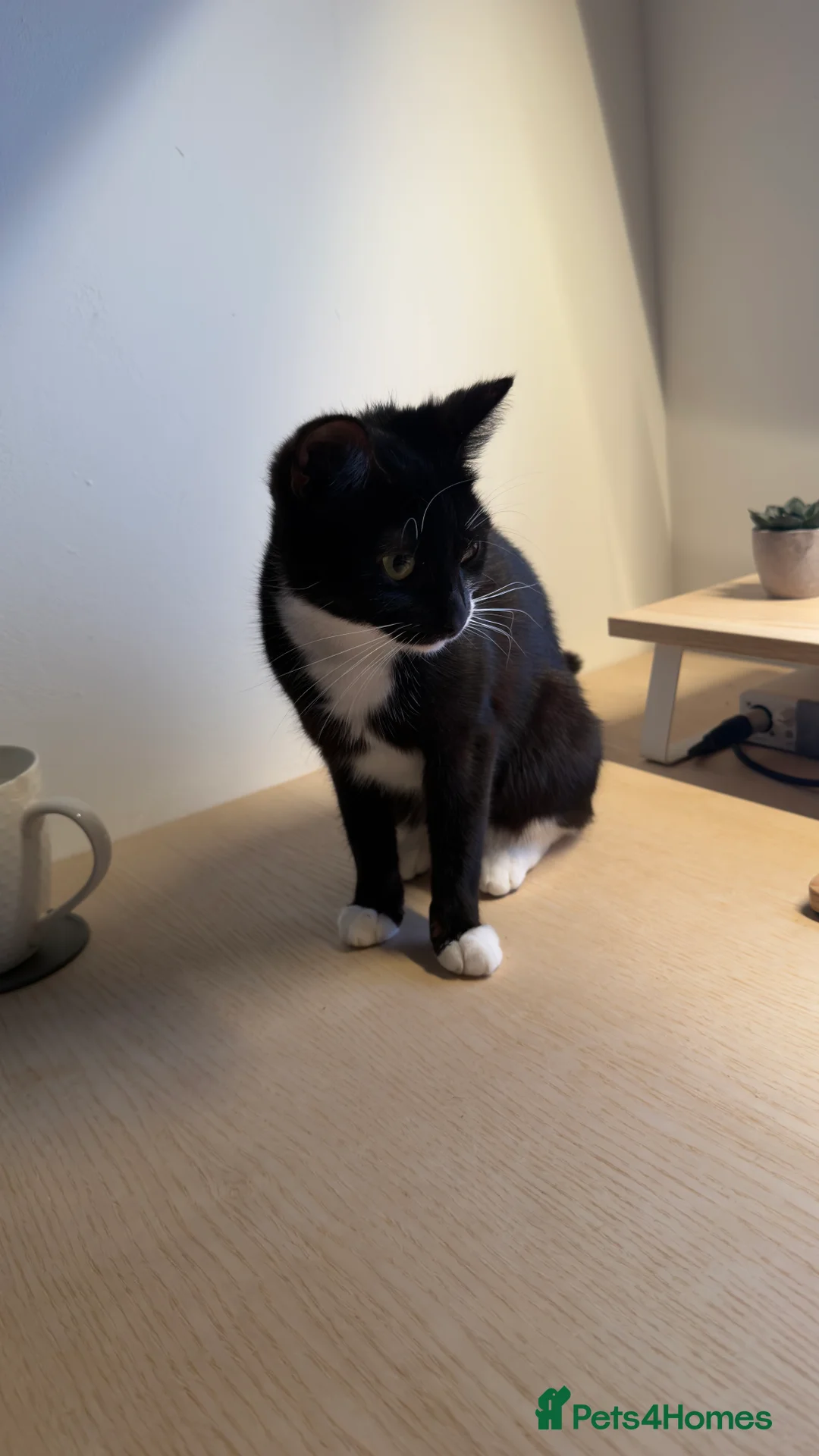 Mixed Breed cats for sale: Mixed breed tuxedo cat - Advert 5