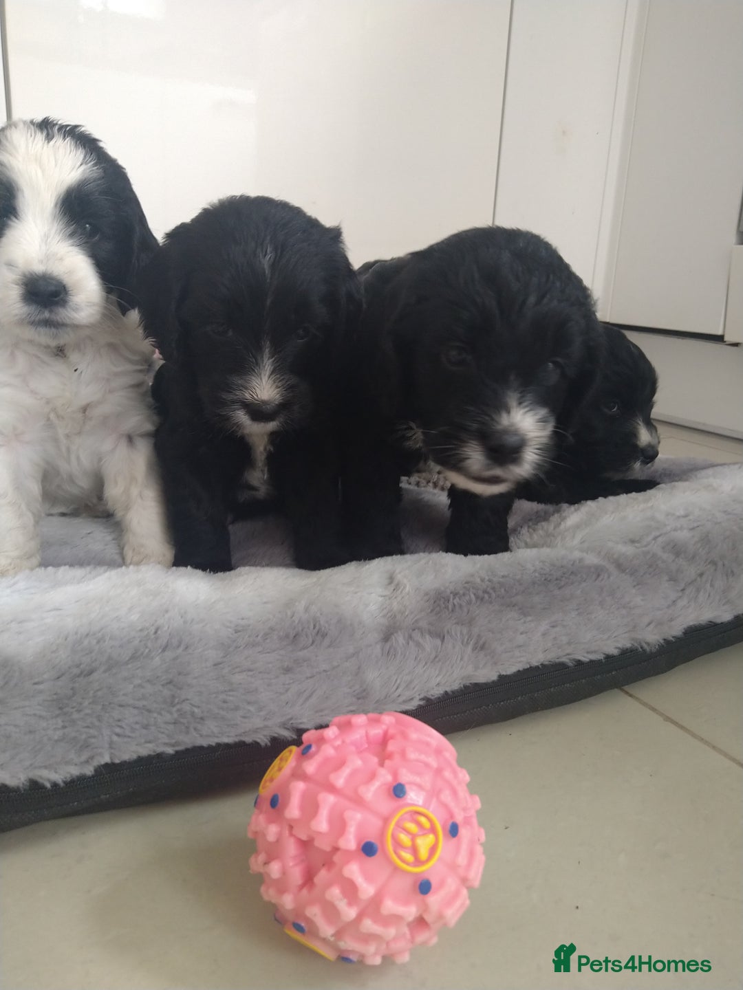 Cockapoo dogs for sale: cockerpoo  - Image 8