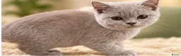 Brazilian Shorthair cats for sale: 💙💙💙💙Lilac & Blue Kittens 💙💙💙💙 - Advert 8