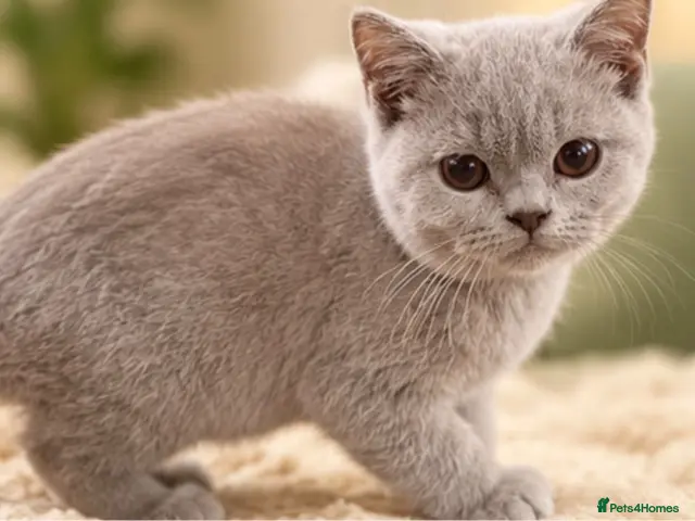 Brazilian Shorthair cats for sale: 💙💙Lilac male Kitten ready 💙💙 - Advert 1