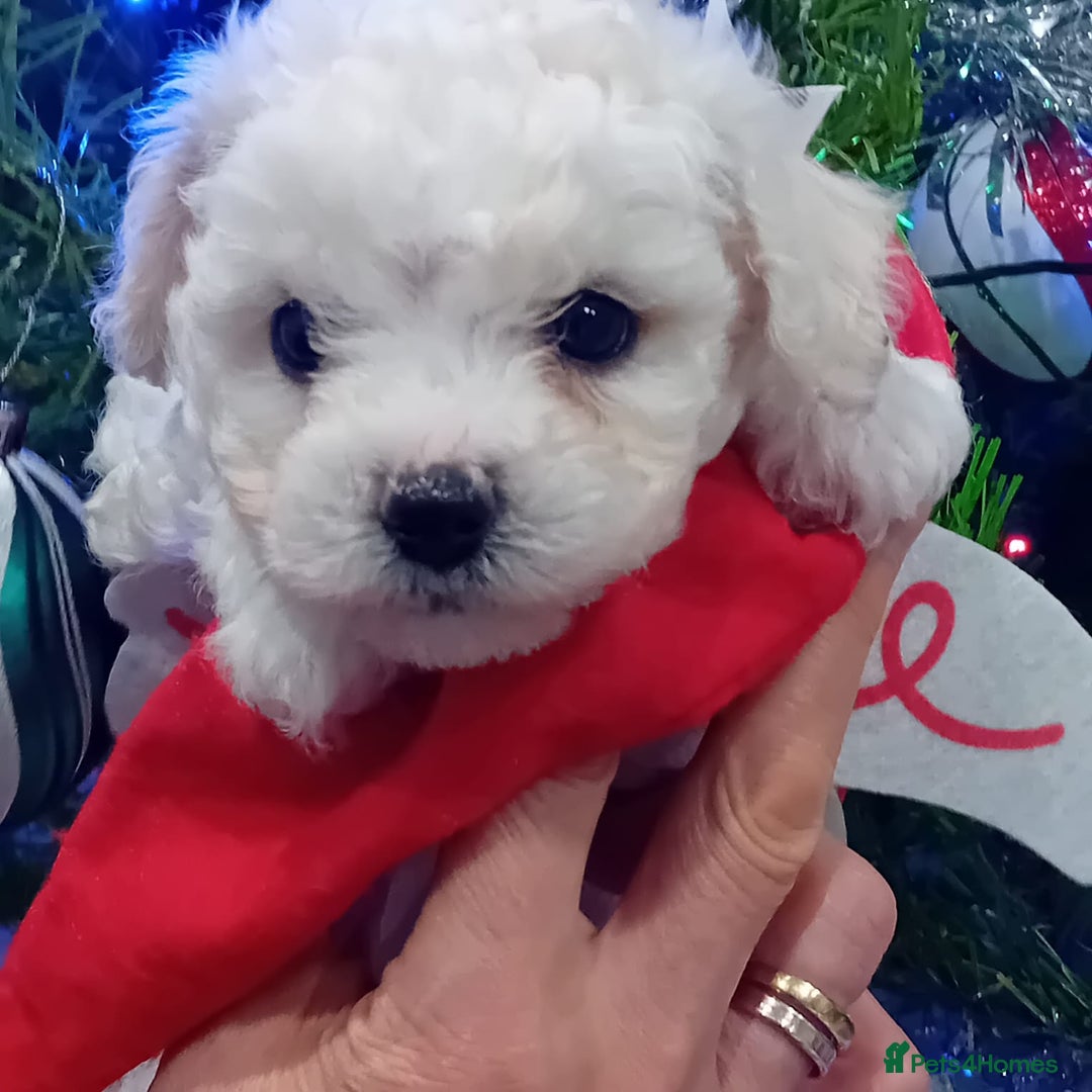 Bichon Frise dogs for sale: Bichon Frise 4 boys ( only 1 boy left ) - Advert 12