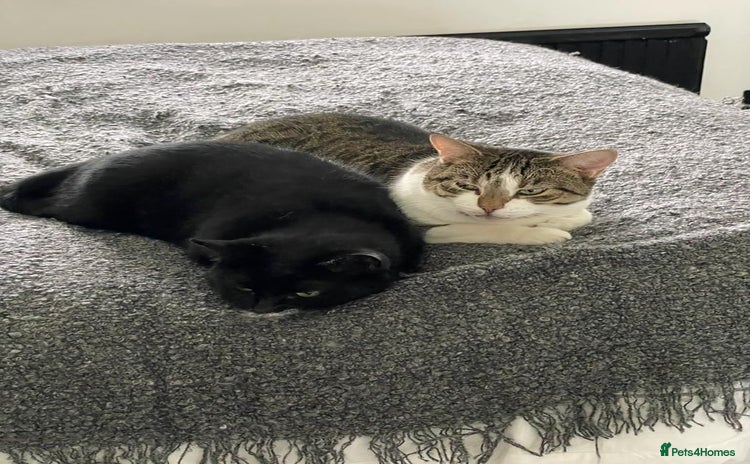 Mixed Breed cats in Hook - Advert 5