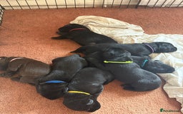 Labrador Retriever dogs for sale: Chunky Black Labrador puppies  - Image 22