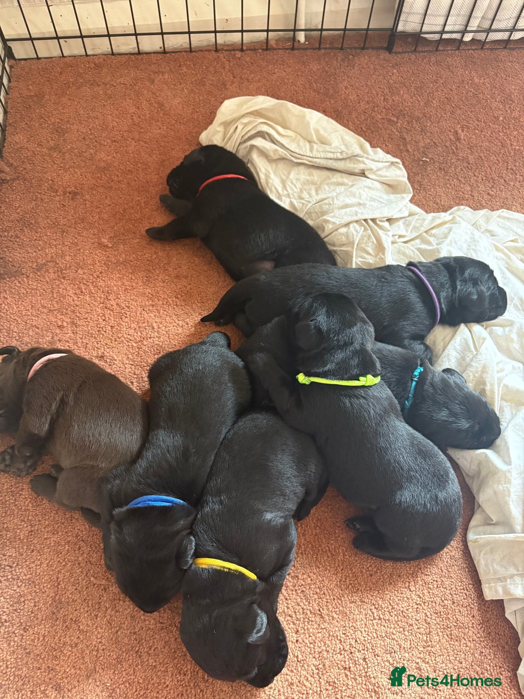 Labrador Retriever dogs for sale: Chunky Black Labrador puppies  - Image 22