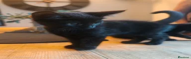 Sabrina 