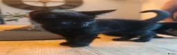 Mixed Breed cats for sale: Mixed Maine Coon Kittens :) - Advert 6
