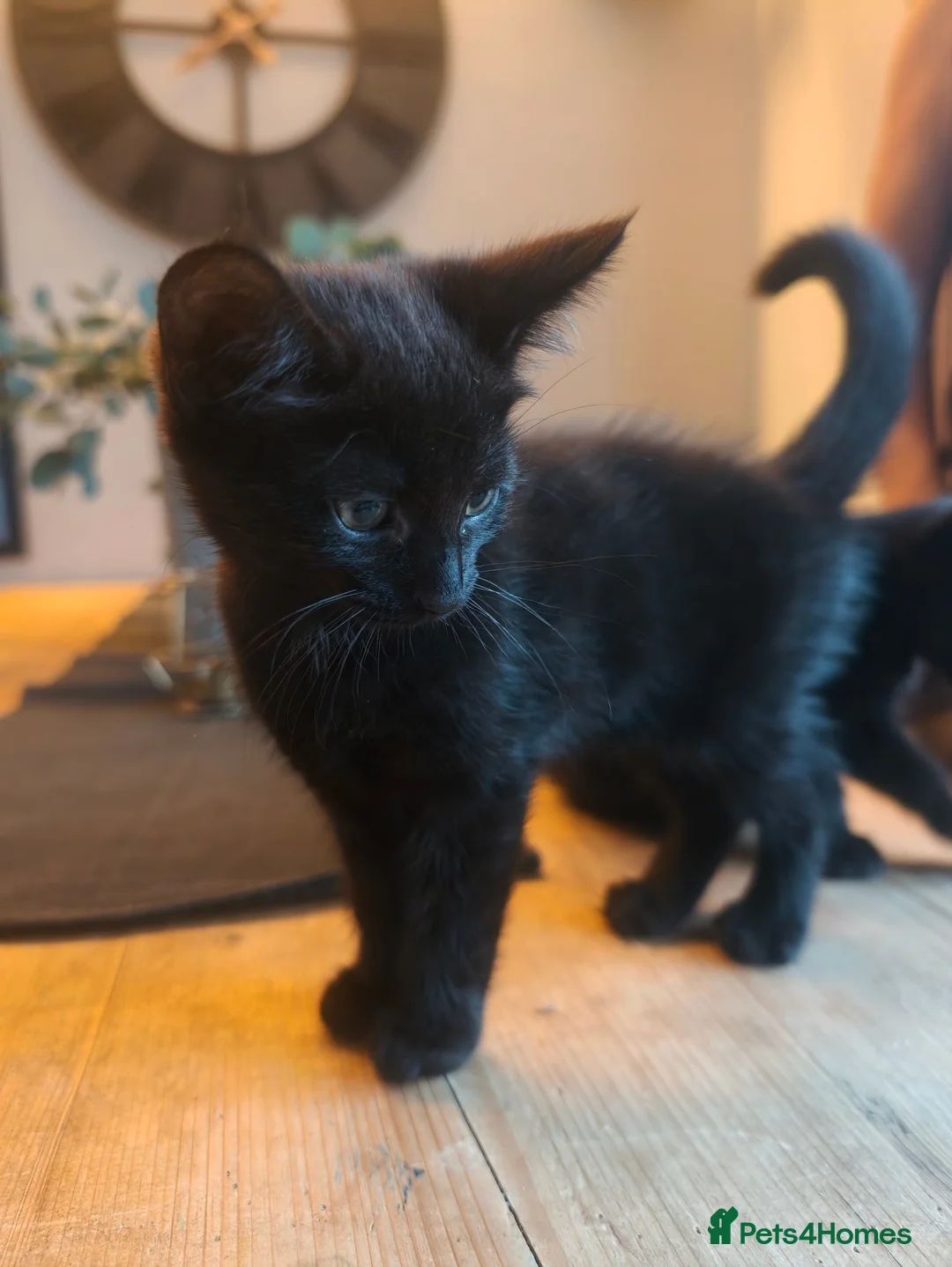 Mixed Breed cats for sale: Mixed Maine Coon Kittens :) - Advert 6