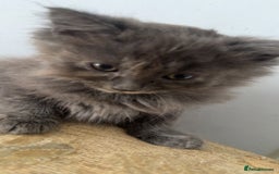 Mixed Breed cats for sale: Fluffy Turkish Angora mixed breed kittens  - Image 6