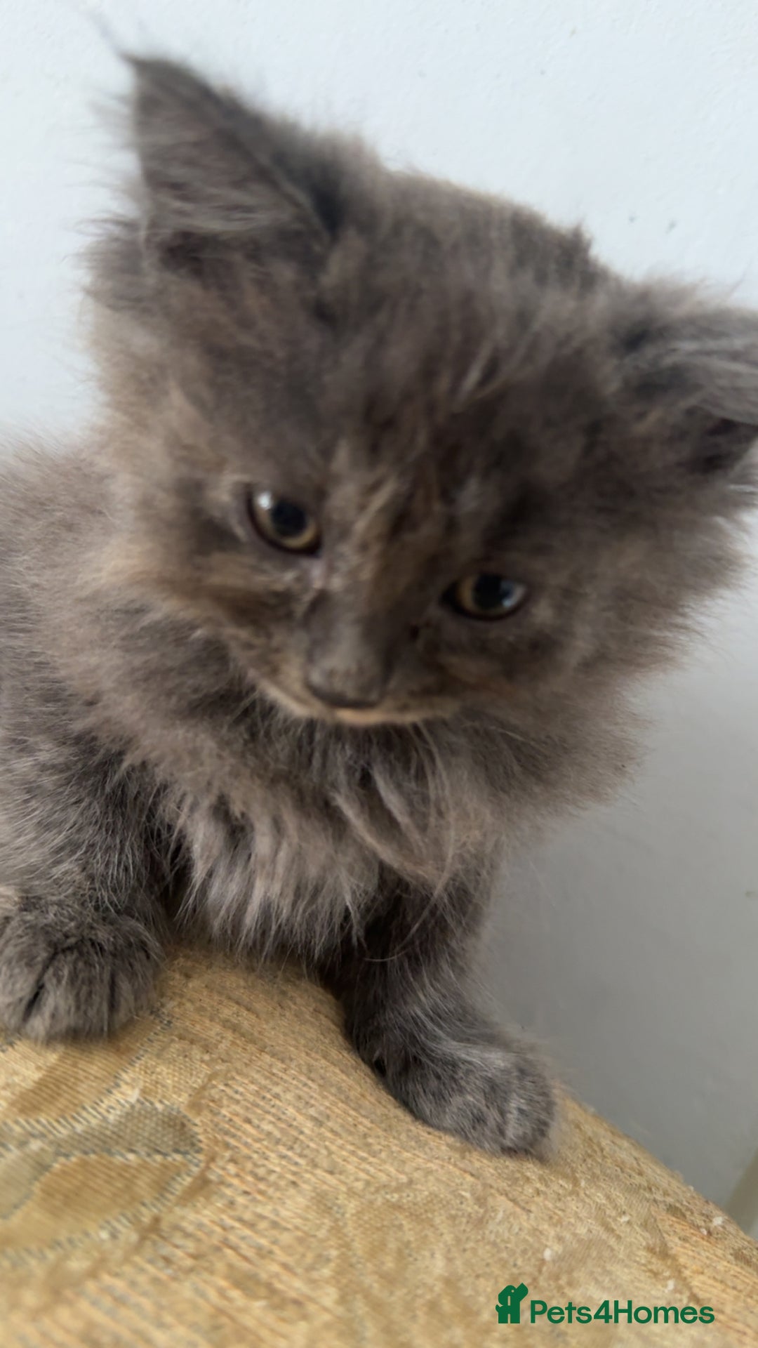 Mixed Breed cats for sale: Fluffy Turkish Angora mixed breed kittens  - Image 6