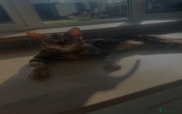 Bengal cats for sale: beautiful marble bengal - Advert 7