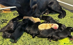 Labrador Retriever dogs for sale: STUNNING HEALTH TESTED WORKING LINE LABS FOR SALE - Image 1