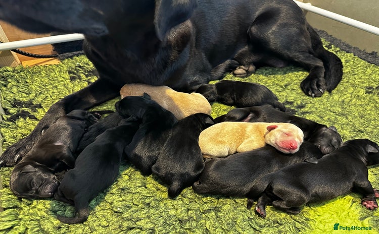 Labrador Retriever dogs - Advert 1