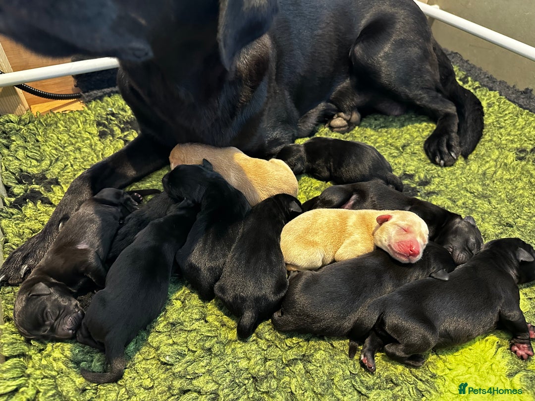 Labrador Retriever dogs for sale: STUNNING HEALTH TESTED WORKING LINE LABS FOR SALE - Image 1