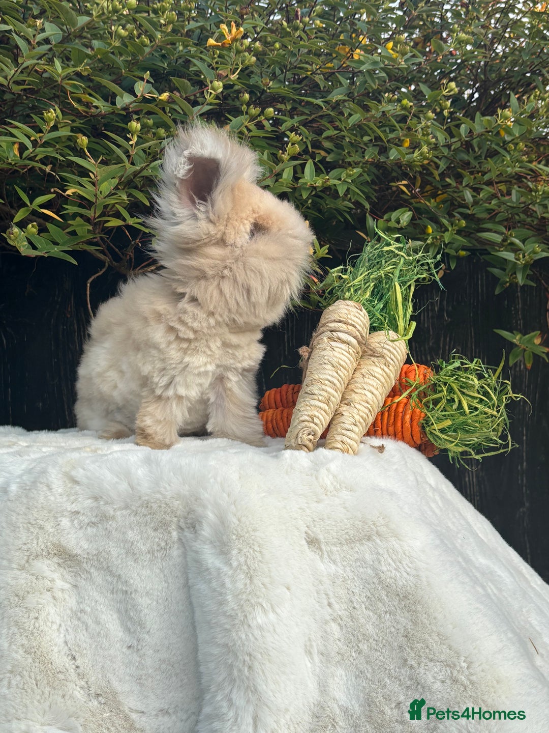 Angora rabbits for sale: Angora bunnies. 20.07.25 8 weeks old   - Image 2