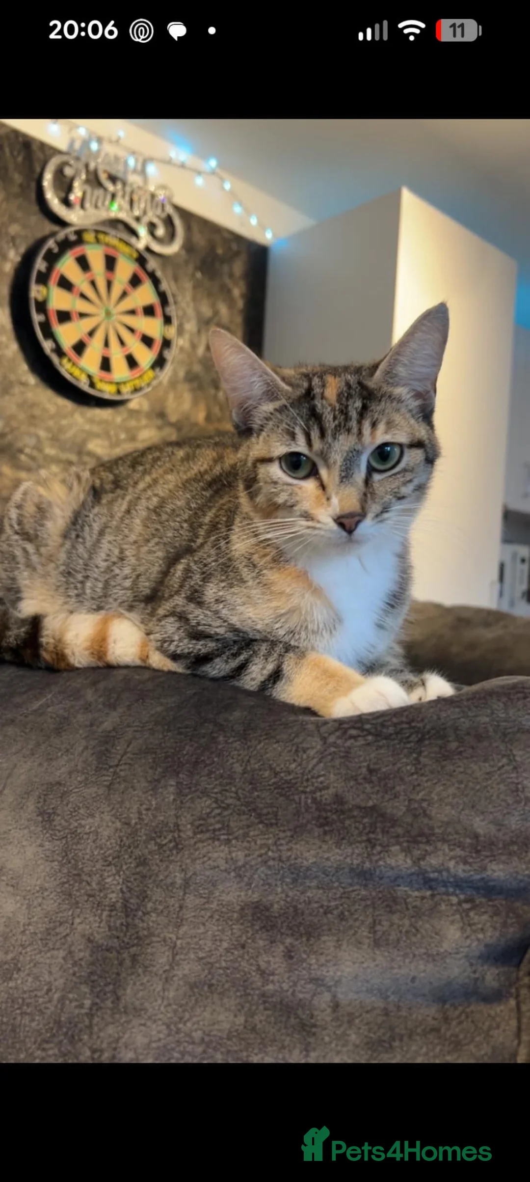 Mixed Breed cats for sale: 2 kittens looking for their forever home - Advert 7