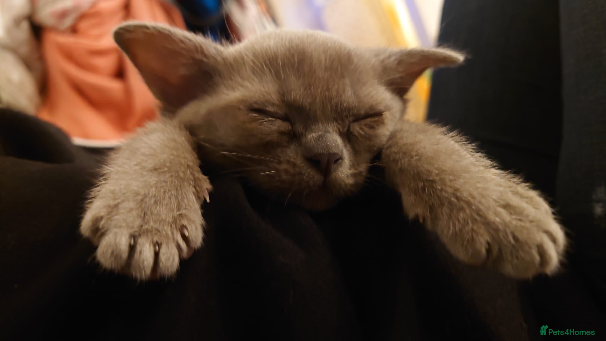 Burmese cats Gorgeous burmese girl for sale - Advert 2
