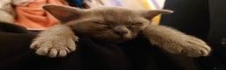 Burmese cats for sale: Gorgeous burmese girl for sale - Advert 1