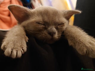 Burmese cats Gorgeous burmese girl for sale - Advert 2
