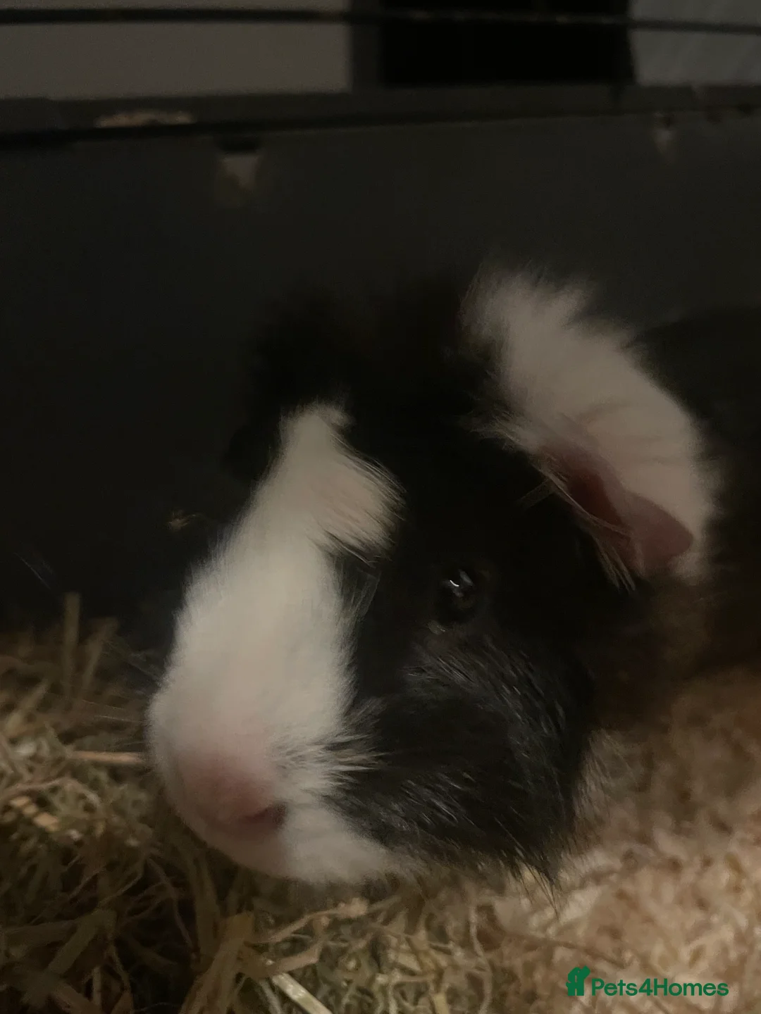 Guinea Pig rodents for sale: Guinea pig - Advert 4