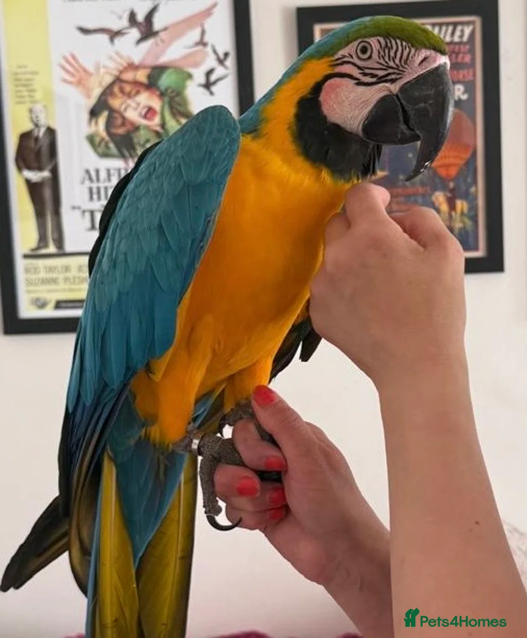 Macaws birds for sale: Beautiful Big Blue And Gold Macaw - Advert 1