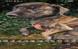 Lurcher dogs for sale: Lurcher pups for sale - Image 5