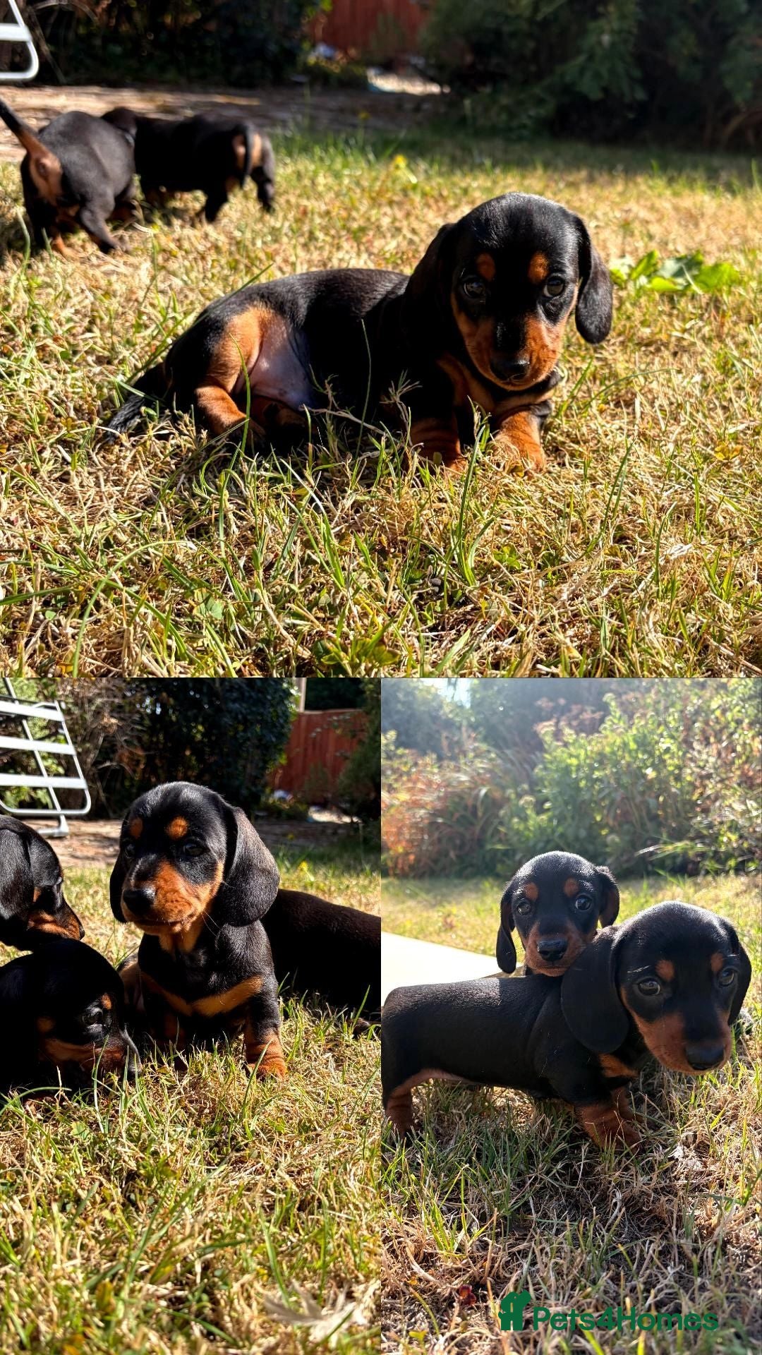 Miniature Dachshund dogs Champion RUS and UK Mini Smooth-Haired Dachshund  - Advert 2