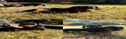 Miniature Dachshund dogs for sale: Champion UK & RUSSIAN Mini Smooth Dachshund  - Advert 7
