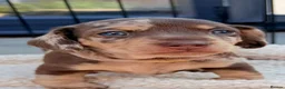 Miniature Dachshund dogs for sale: Isabella dappled miniature dachshunds🤍 - Advert 13