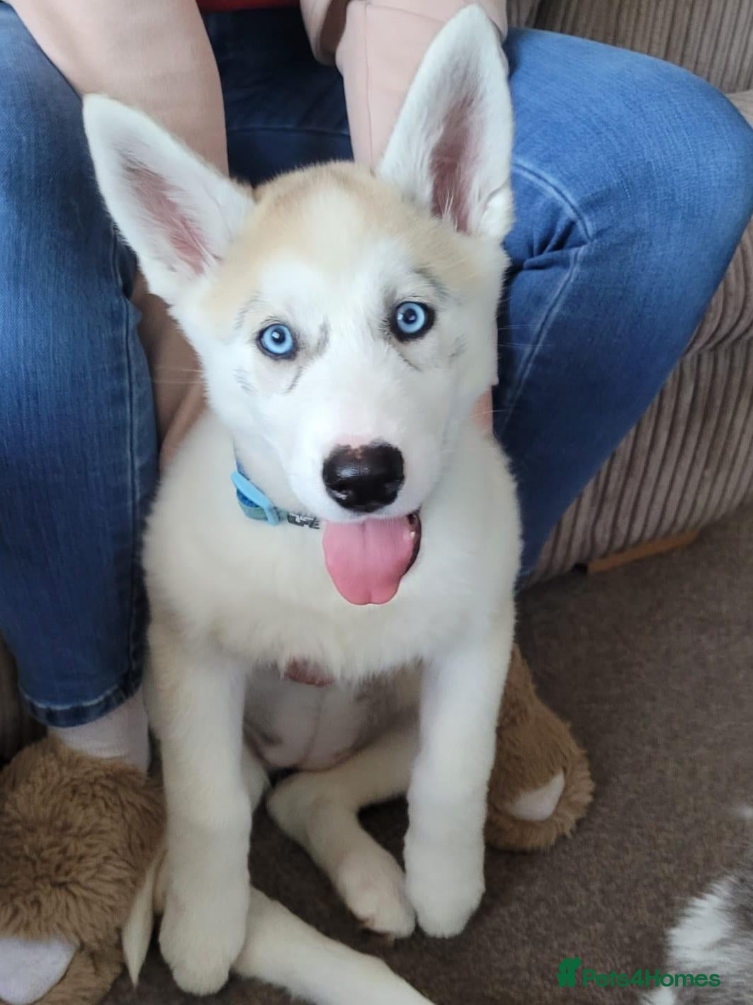 Siberian Husky dogs 1 female husky puppy - Advert 1